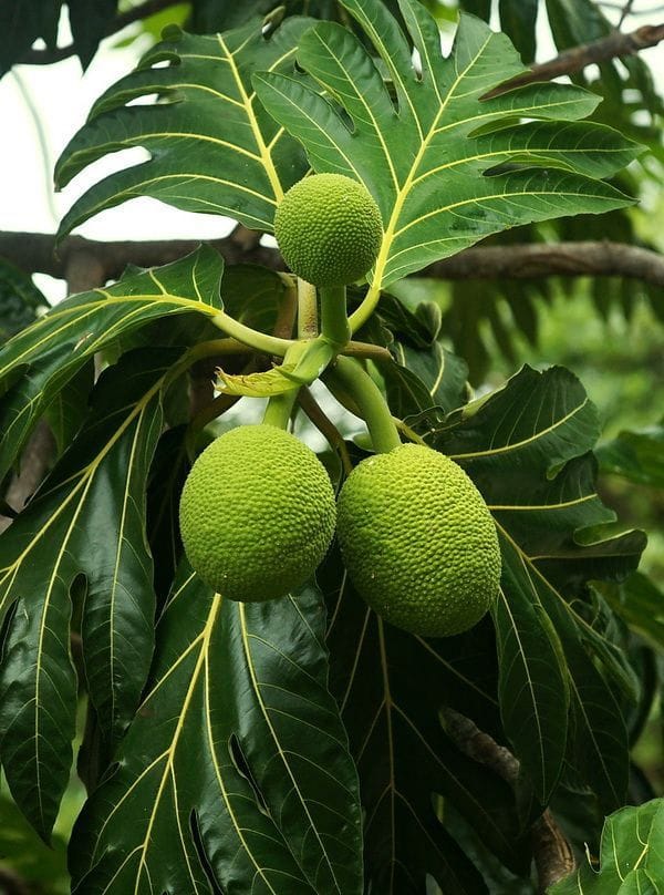 Hybrid Bread Fruit Grafting Plant (Pack Of 1)