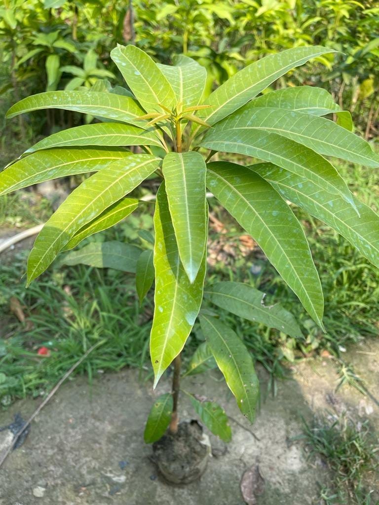 Hybrid Chausa Mango 🥭🥭🥭 Grafting Fruit Live Plant (1.5-3 Feet Height Pack Of 1)