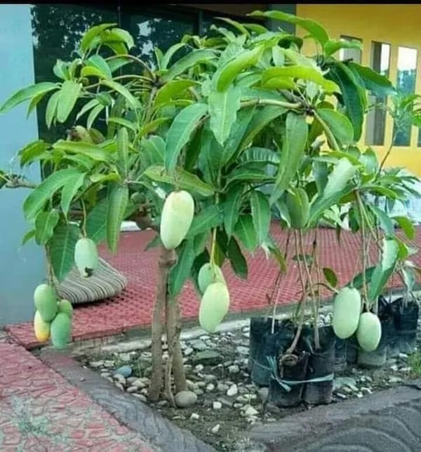 Hybrid Chausa Mango 🥭🥭🥭 Grafting Fruit Live Plant (1.5-3 Feet Height Pack Of 1)