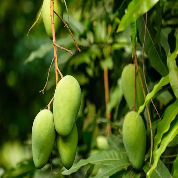 Hybrid Chausa Mango 🥭🥭🥭 Grafting Fruit Live Plant (1.5-3 Feet Height Pack Of 1)