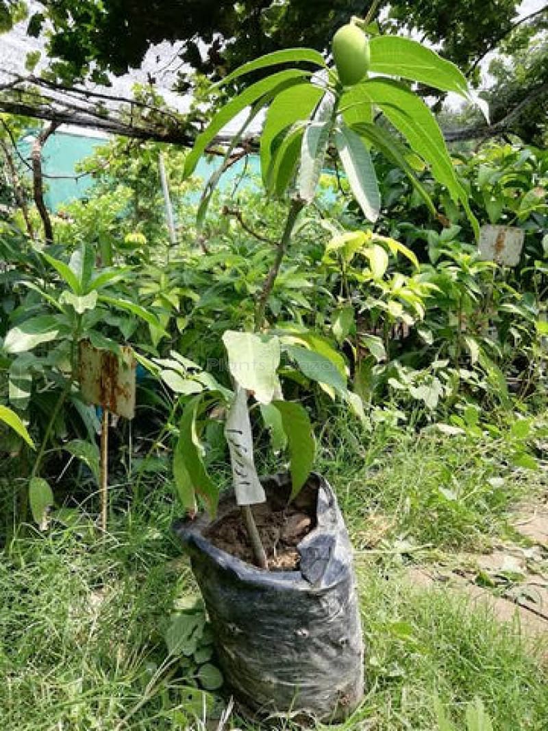Hybrid Chausa Mango 🥭🥭🥭 Grafting Fruit Live Plant (1.5-3 Feet Height Pack Of 1)