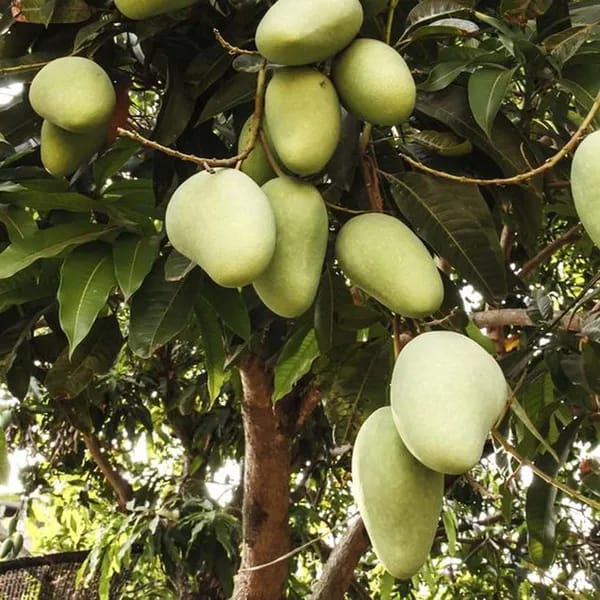 Hybrid Chausa Mango 🥭🥭🥭 Grafting Fruit Live Plant (1.5-3 Feet Height Pack Of 1)