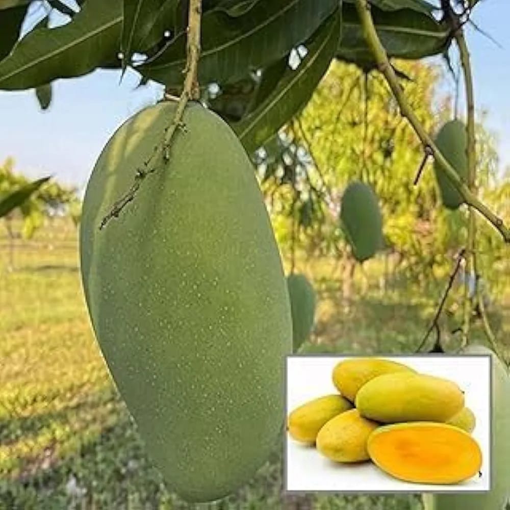 Hybrid Dasheri Mango 🥭🥭🥭 Grafting Fruit Live Plant (1.5-3 Feet Height Pack Of 1)