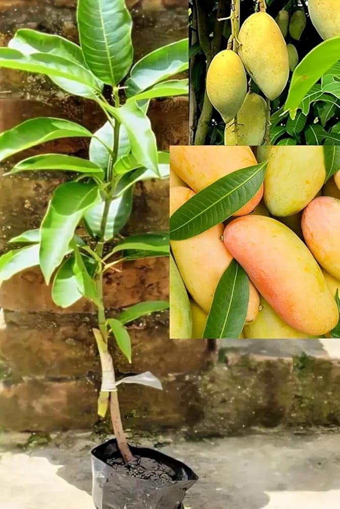 Hybrid Dasheri Mango 🥭🥭🥭 Grafting Fruit Live Plant (1.5-3 Feet Height Pack Of 1)