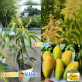 Hybrid Dasheri Mango 🥭🥭🥭 Grafting Fruit Live Plant (1.5-3 Feet Height Pack Of 1)