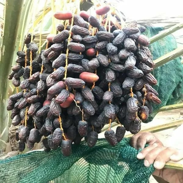 Hybrid Date Fruit Plant (1.5-3 Feet Height Pack Of 1)