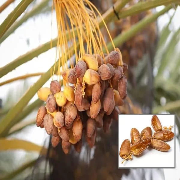 Hybrid Date Fruit Plant (1.5-3 Feet Height Pack Of 1)