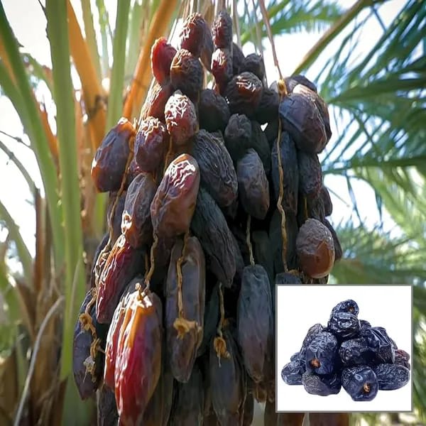Hybrid Date Fruit Plant (1.5-3 Feet Height Pack Of 1)