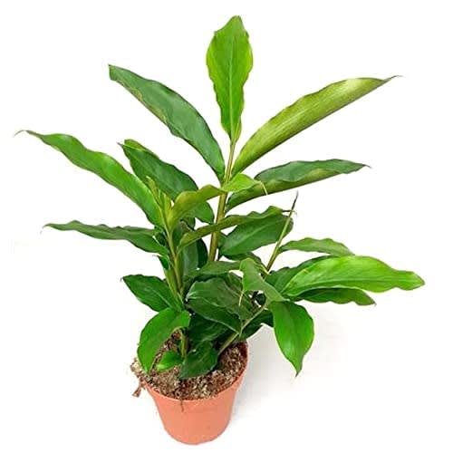 Hybrid Elaichi Plant (1.5-3 Feet Height Pack Of 1)