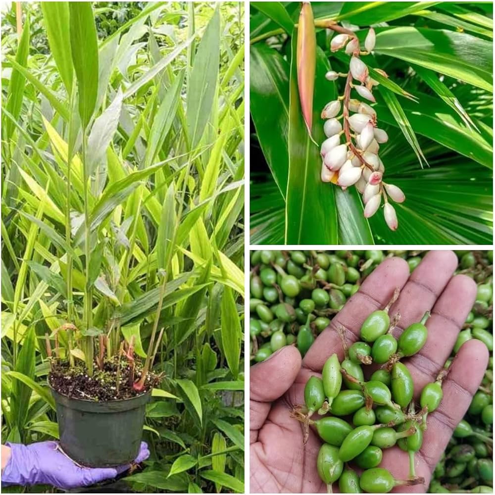 Hybrid Elaichi Plant (1.5-3 Feet Height Pack Of 1)