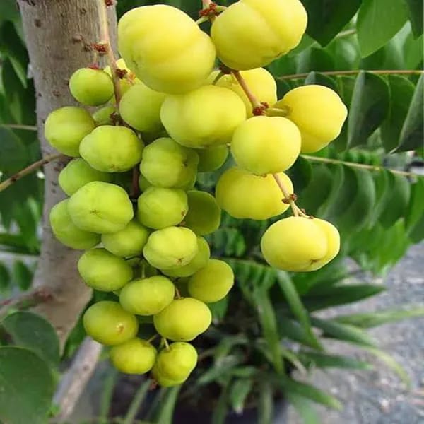 Hybrid Gooseberry Fruit Plant  (1.5-3 Feet Height Pack Of 1)