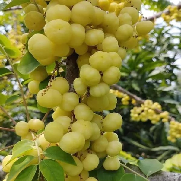Hybrid Gooseberry Fruit Plant  (1.5-3 Feet Height Pack Of 1)