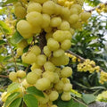 Hybrid Gooseberry Fruit Plant  (1.5-3 Feet Height Pack Of 1)