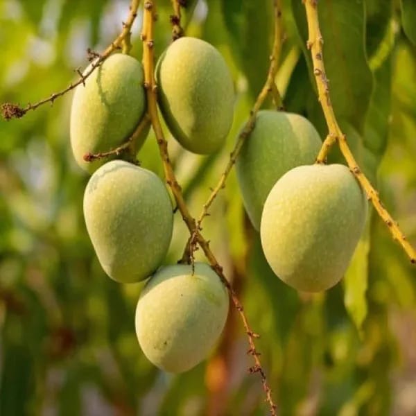 Hybrid Himsagar Mango Grafting Live Plant (1.5-3 Feet Height Pack Of 1)