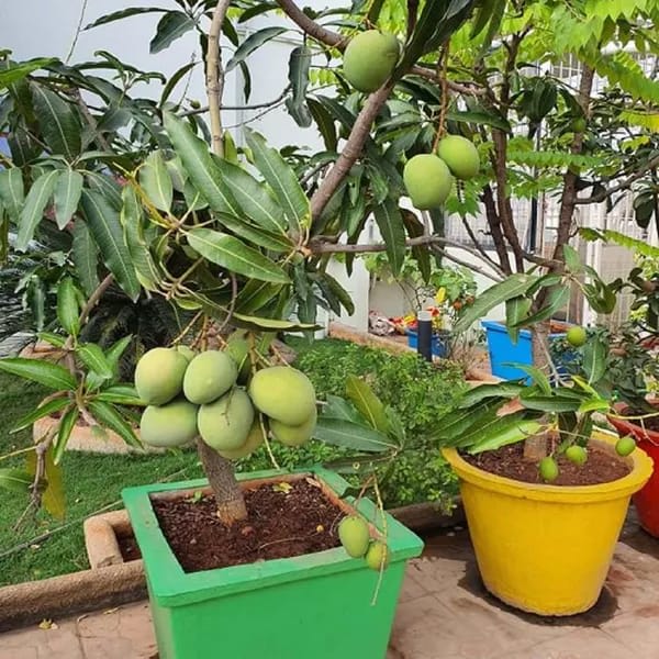 Hybrid Himsagar Mango Grafting Live Plant (1.5-3 Feet Height Pack Of 1)
