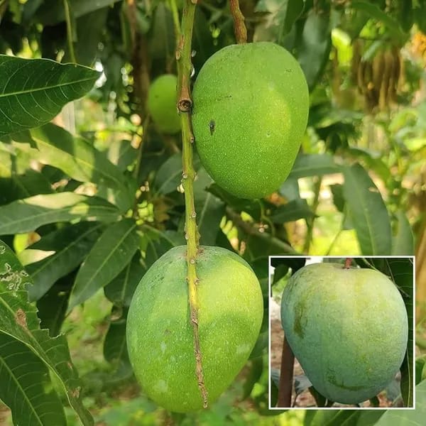 Hybrid Himsagar Mango Grafting Live Plant (1.5-3 Feet Height Pack Of 1)