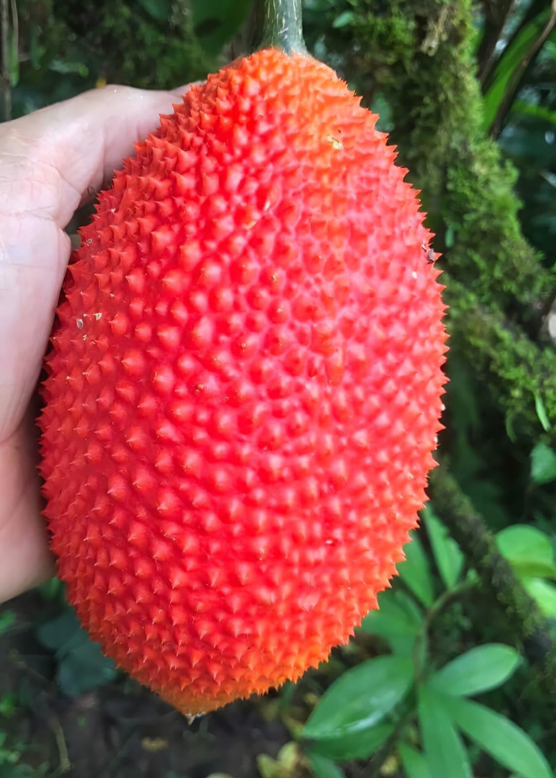 Hybrid Red Jackfruit Grafting Plant (Pack Of 1)