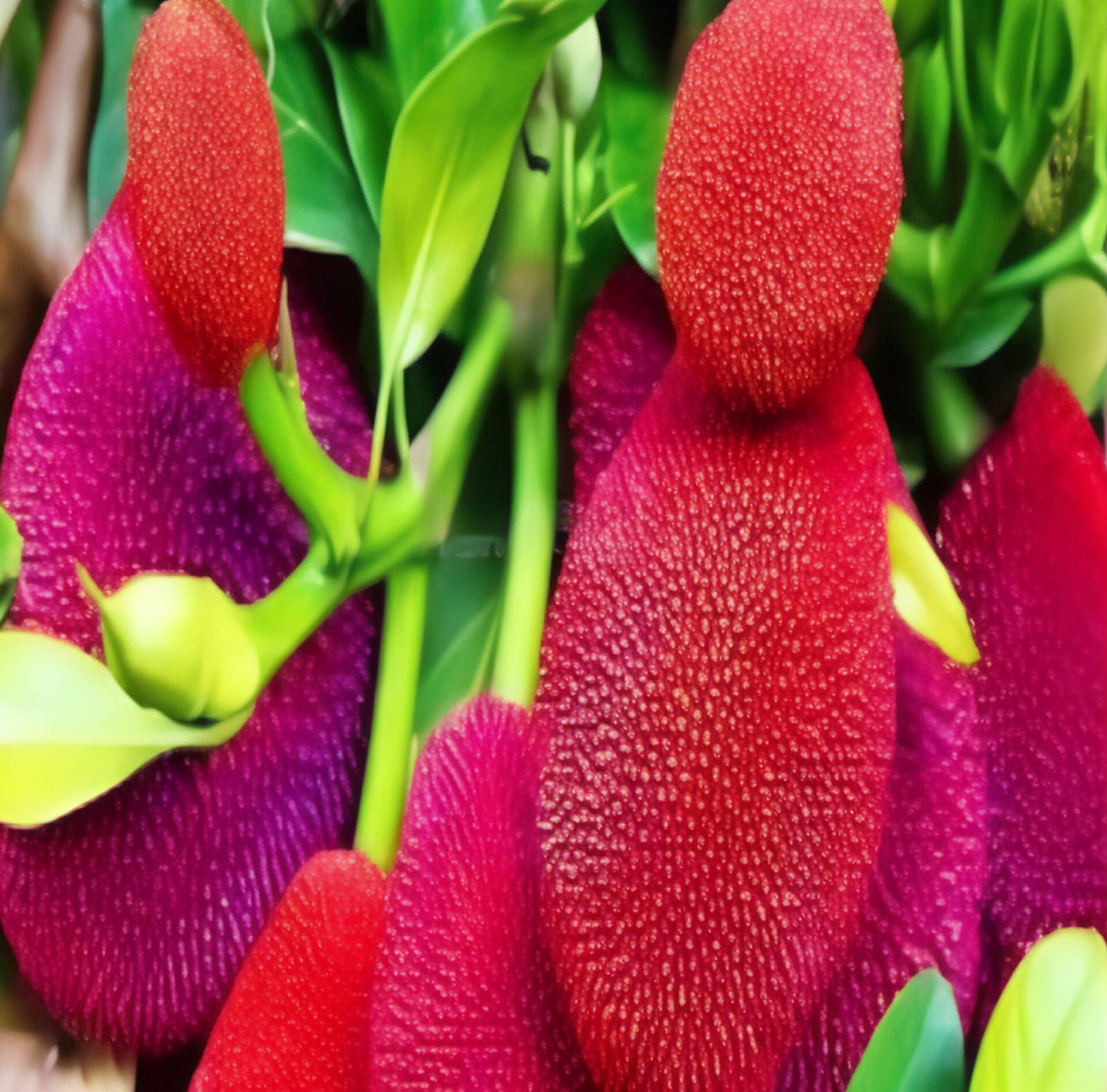 Hybrid Red Jackfruit Grafting Plant (Pack Of 1)