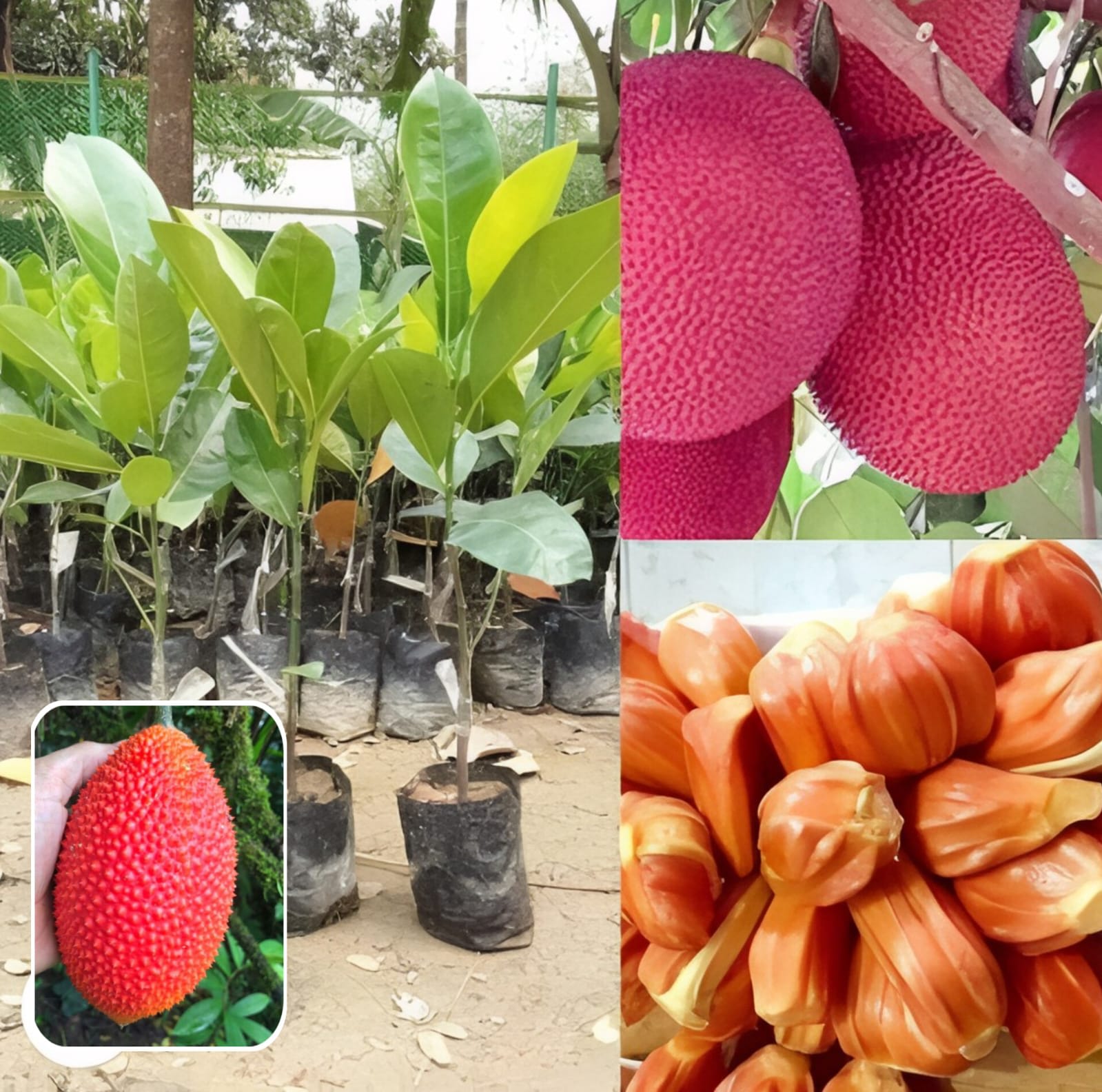 Hybrid Red Jackfruit Grafting Plant (Pack Of 1)