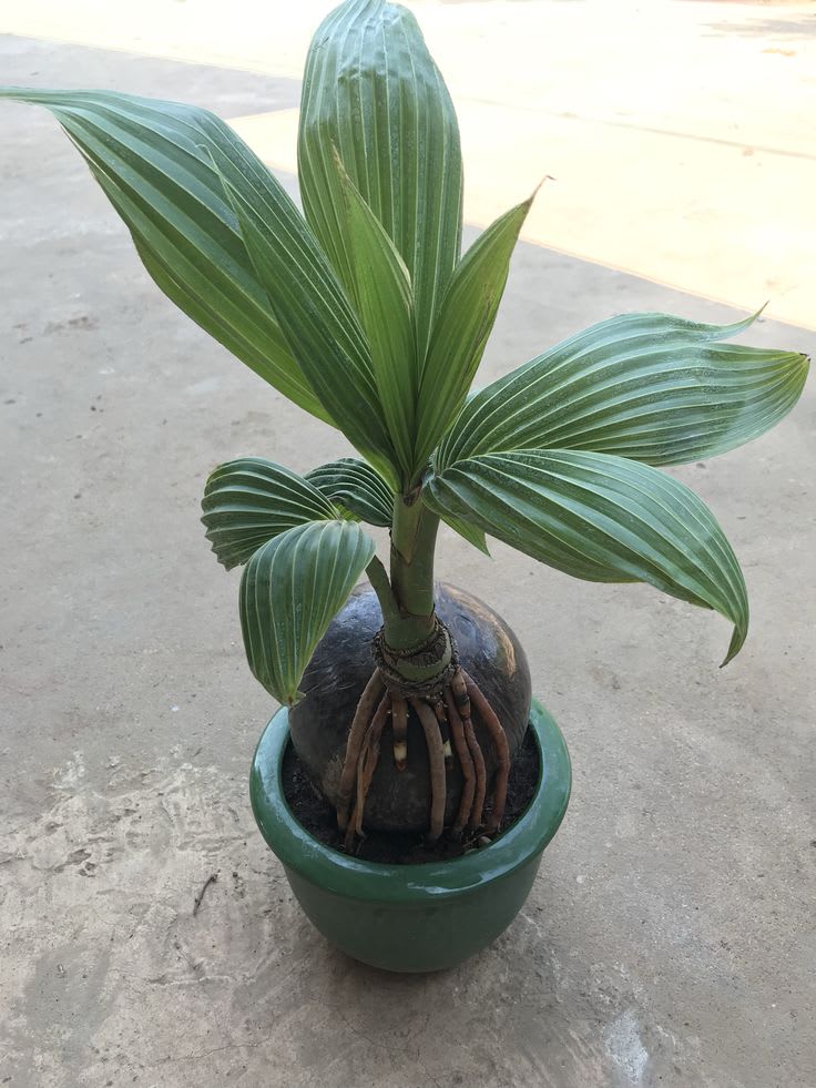Hybrid Kerala Coconut Plant 🥥 (Pack Of 1)