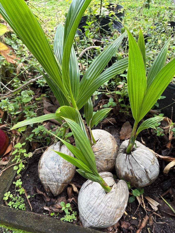 Hybrid Kerala Coconut Plant 🥥 (Pack Of 1)