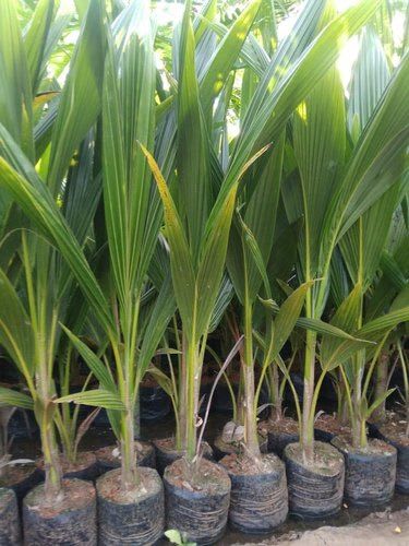 Hybrid Kerala Coconut Plant 🥥 (Pack Of 1)