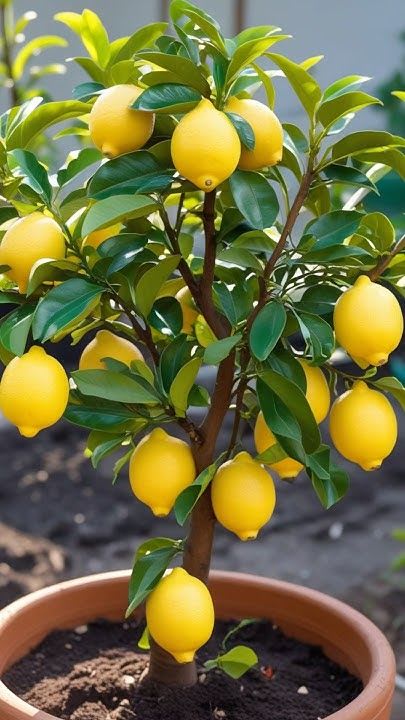 Hybrid Kolkata Lemon 🍋 Plant (Pack Of 1)