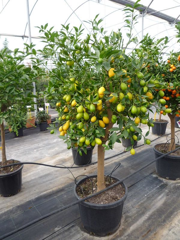 Hybrid Kolkata Lemon 🍋 Plant (Pack Of 1)