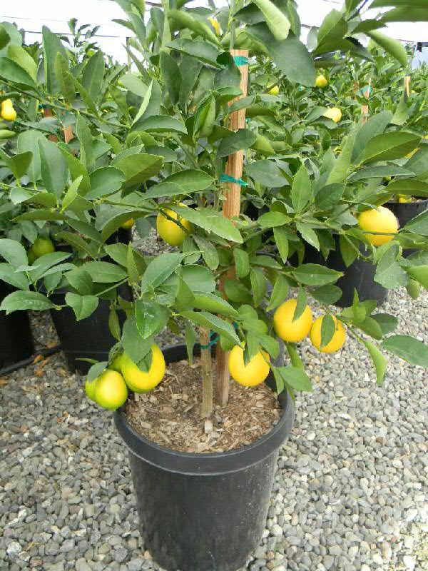 Hybrid Kolkata Lemon 🍋 Plant (Pack Of 1)