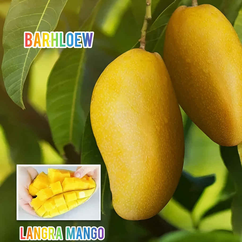 Hybrid Langra Mango Grafting Fruit Live Plant (1.5-3 Feet Height Pack Of 1)