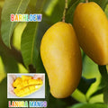 Hybrid Langra Mango Grafting Fruit Live Plant (1.5-3 Feet Height Pack Of 1)