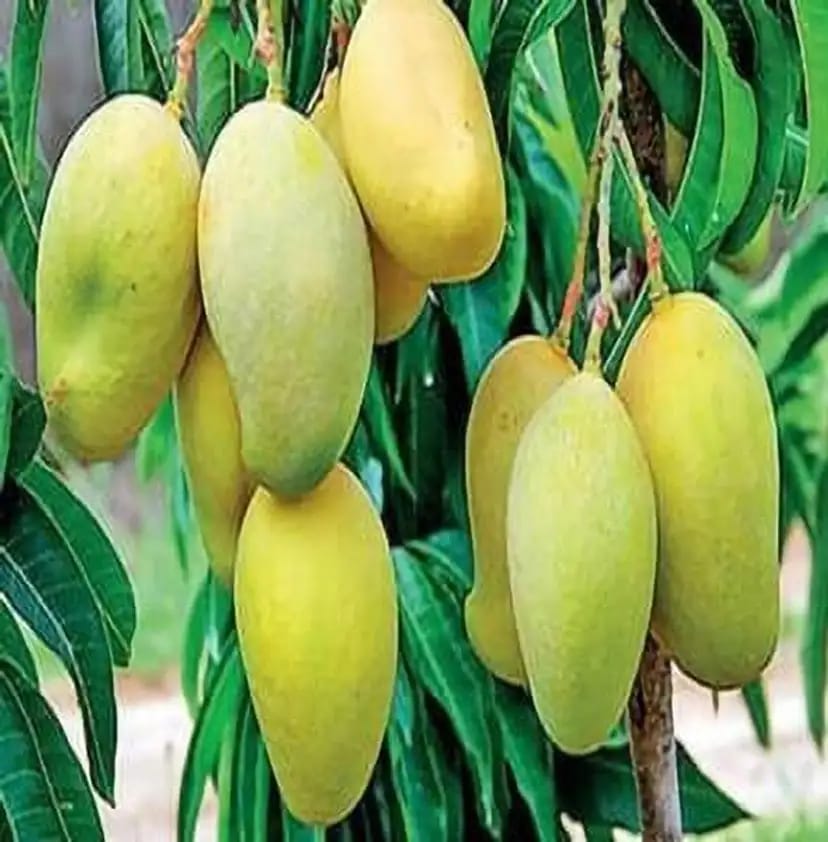 Hybrid Langra Mango Grafting Fruit Live Plant (1.5-3 Feet Height Pack Of 1)