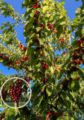 Hybrid Lapins Sweet Cherry 🍒🍒🍒 (Pack Of 1)