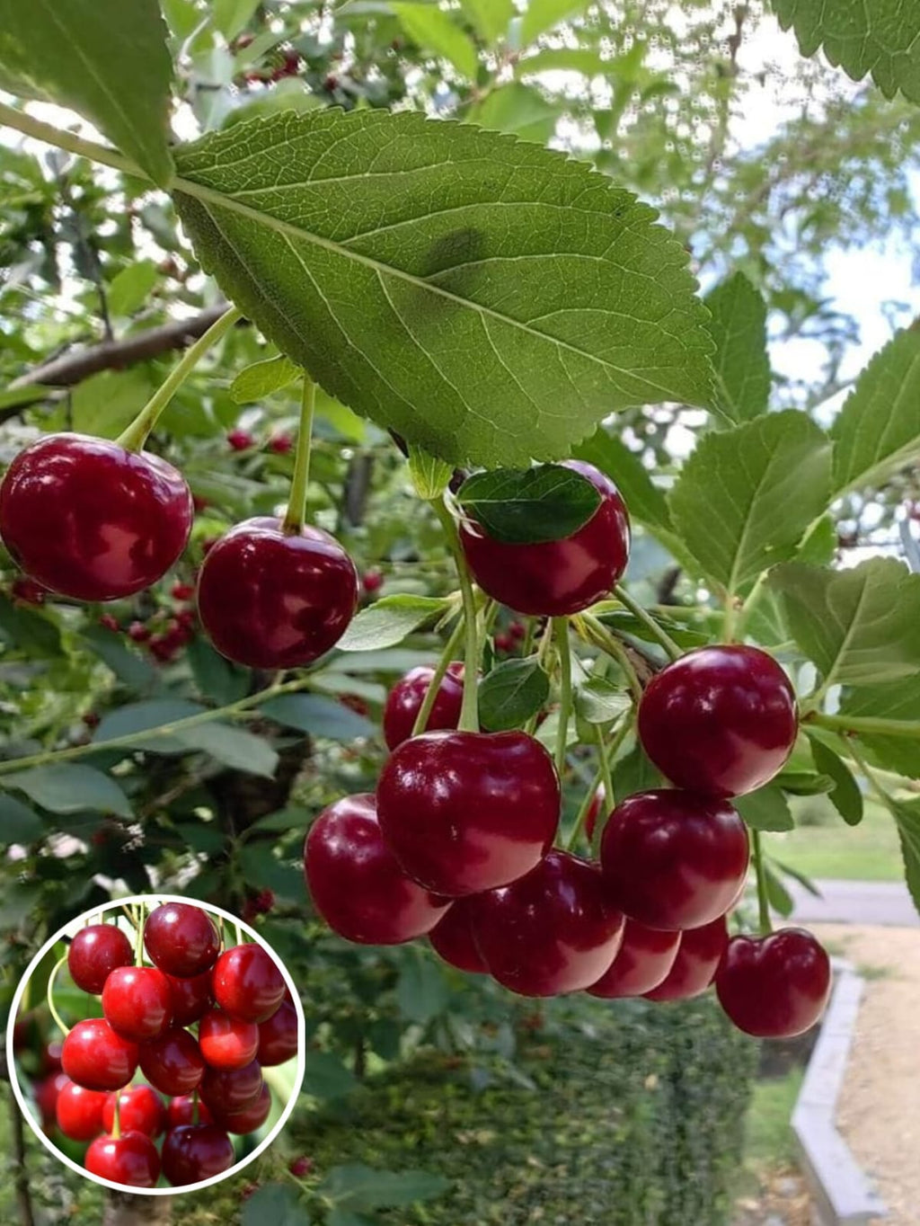Hybrid Lapins Sweet Cherry 🍒🍒🍒 (Pack Of 1)
