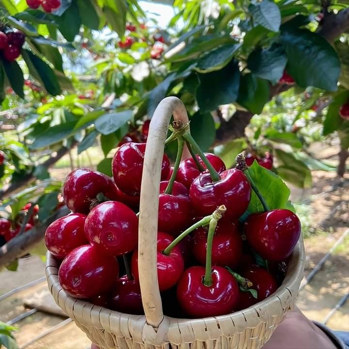 Hybrid Lapins Sweet Cherry 🍒🍒🍒 (Pack Of 1)