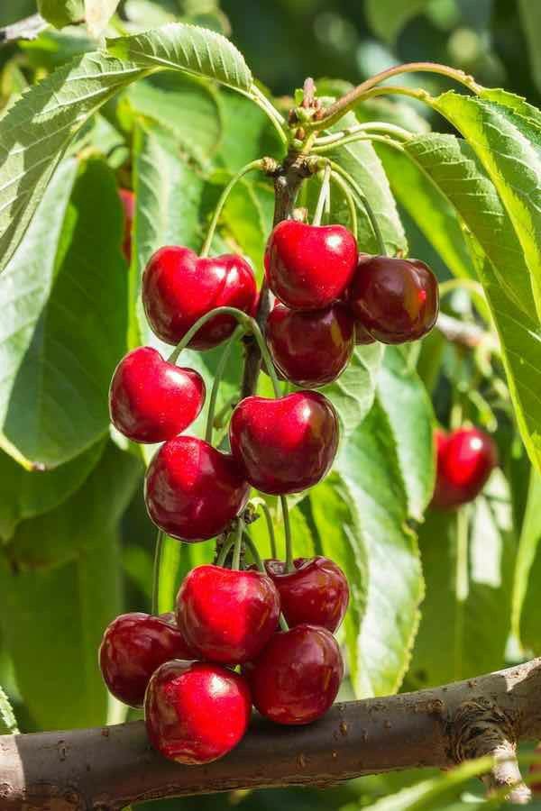 Hybrid Lapins Sweet Cherry 🍒🍒🍒 (Pack Of 1)