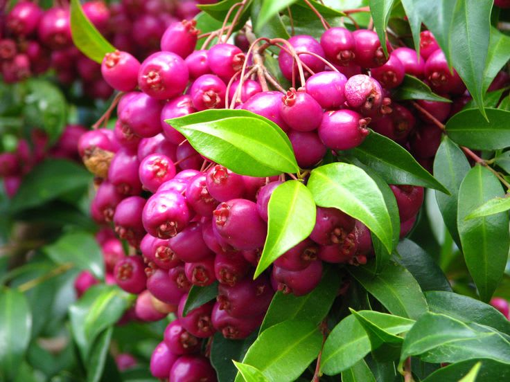 Hybrid Lilly-Pilly-Berry-Plant (Pack Of 1)