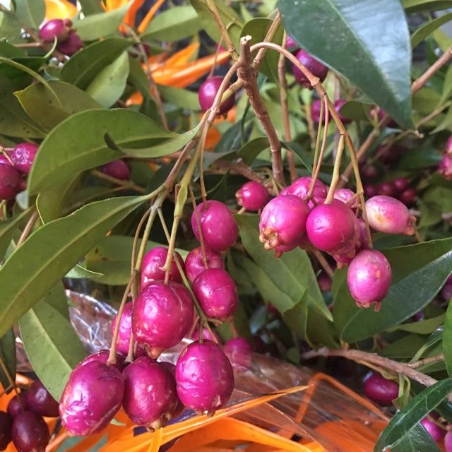 Hybrid Lilly-Pilly-Berry-Plant (Pack Of 1)