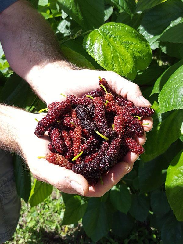 Hybrid Long Mulberry Fruit Plant (Pack Of 1)