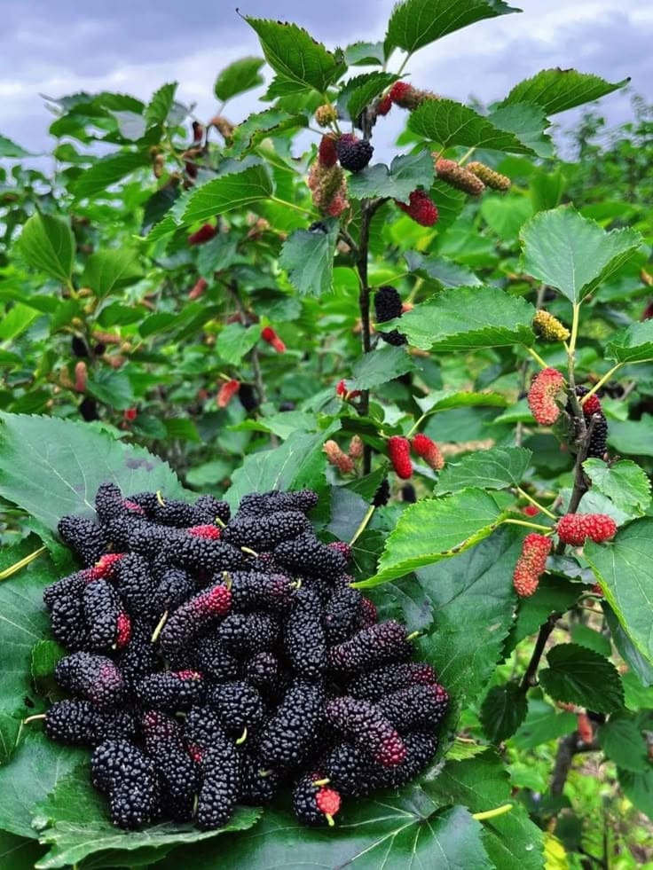 Hybrid Long Mulberry Fruit Plant (Pack Of 1)