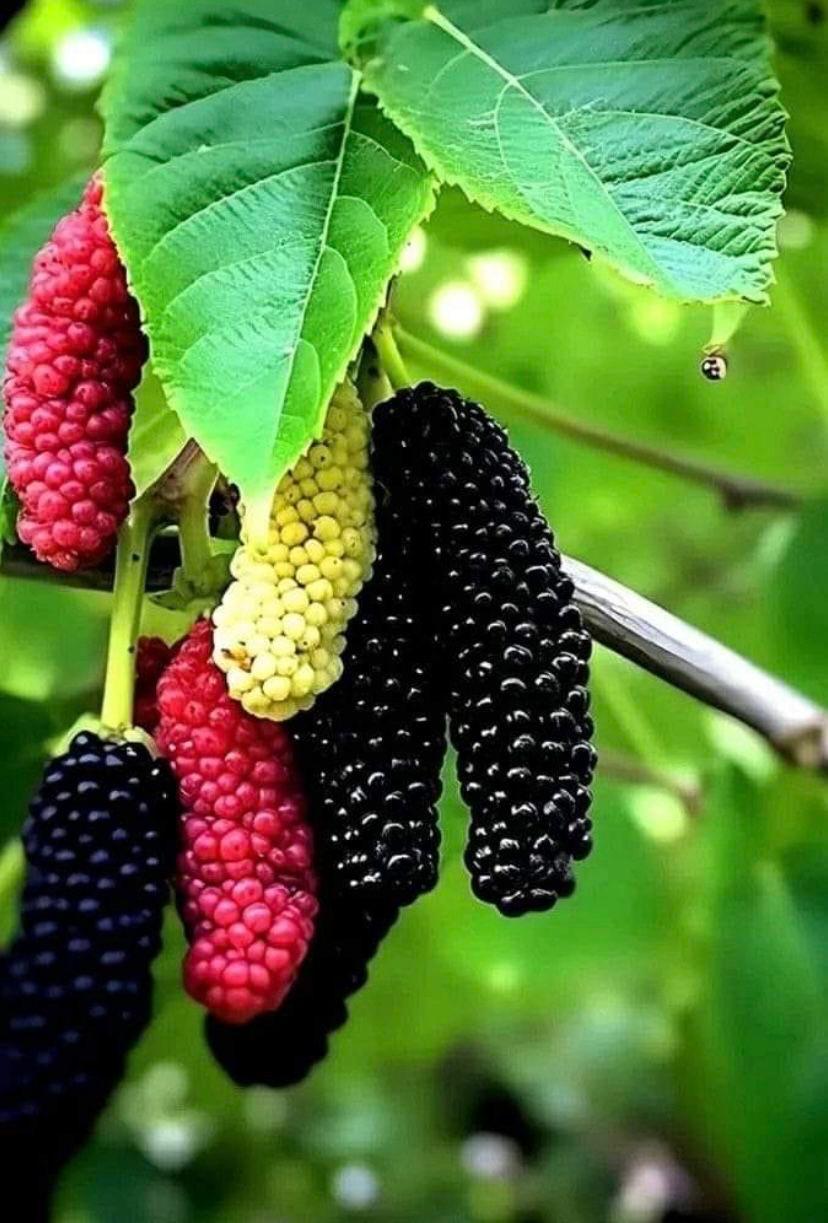 Hybrid Long Mulberry Fruit Plant (Pack Of 1)