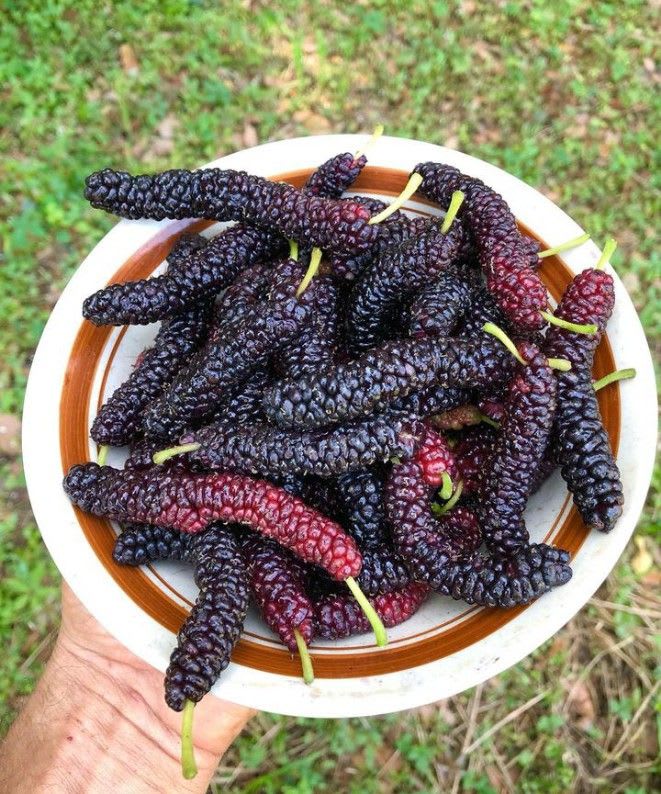 Hybrid Long Mulberry Fruit Plant (Pack Of 1)