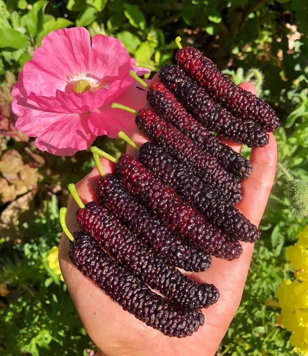 Hybrid Long Mulberry Fruit Plant (Pack Of 1)