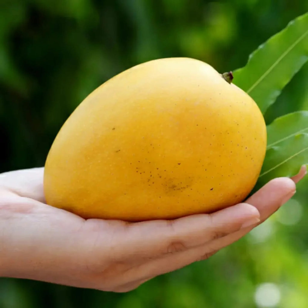 Hybrid Malda Mango 🥭🥭🥭 Grafting Fruit Live Plant (1.5-3 Feet Height Pack Of 1)
