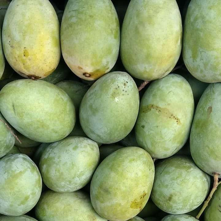 Hybrid Malda Mango 🥭🥭🥭 Grafting Fruit Live Plant (1.5-3 Feet Height Pack Of 1)