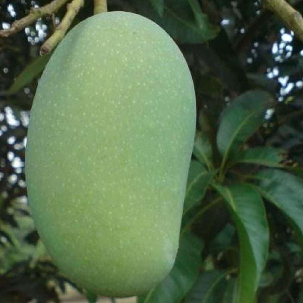 Hybrid Malda Mango 🥭🥭🥭 Grafting Fruit Live Plant (1.5-3 Feet Height Pack Of 1)