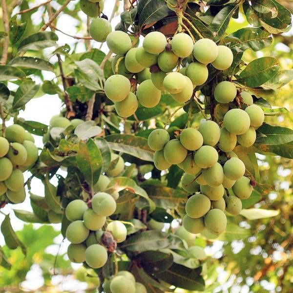 Hybrid Malda Mango 🥭🥭🥭 Grafting Fruit Live Plant (1.5-3 Feet Height Pack Of 1)