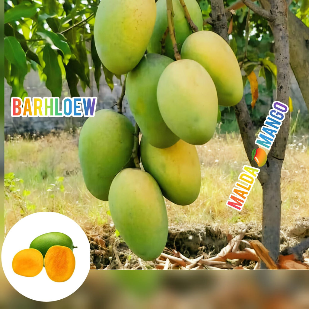 Hybrid Malda Mango 🥭🥭🥭 Grafting Fruit Live Plant (1.5-3 Feet Height Pack Of 1)