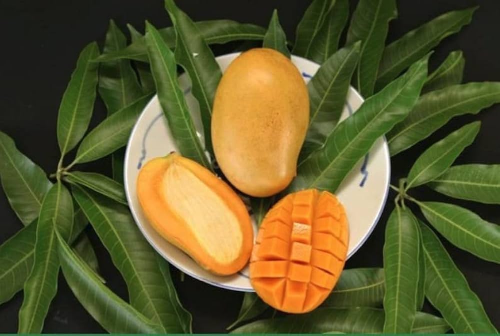 Hybrid Mallika Mango Grafting Live Plant (1.5-3 Feet Height Pack Of 1)