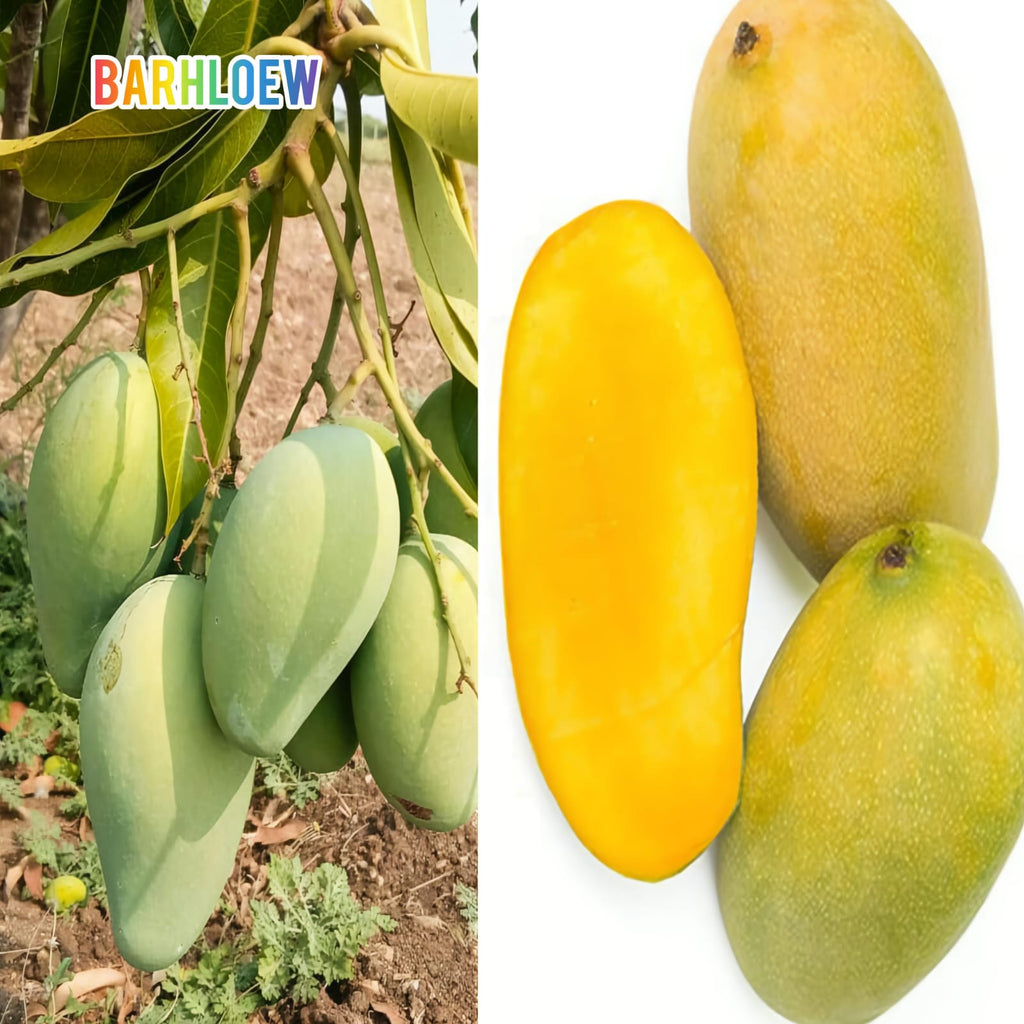 Hybrid Mallika Mango Grafting Live Plant (1.5-3 Feet Height Pack Of 1)